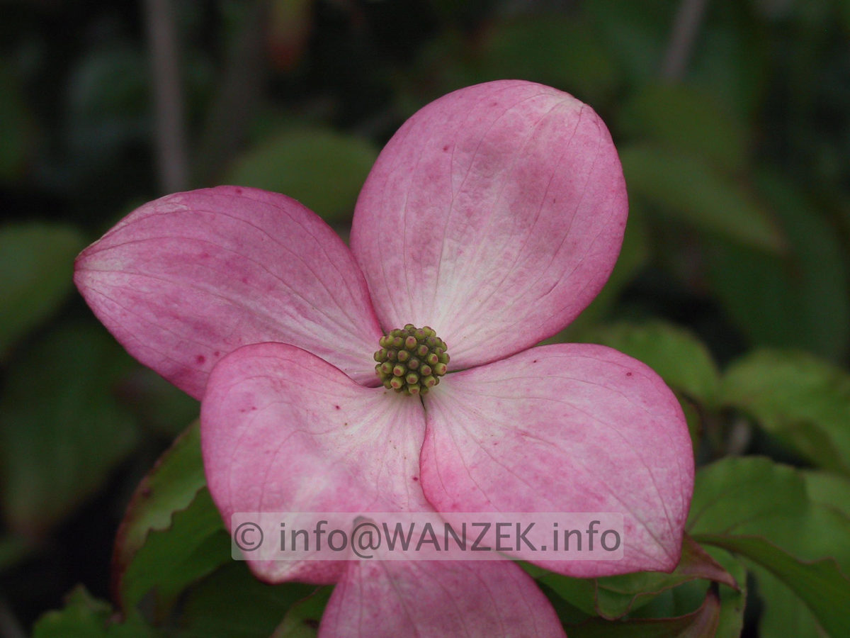 Cornus kousa Satomi - Bluetenmacro.JPG